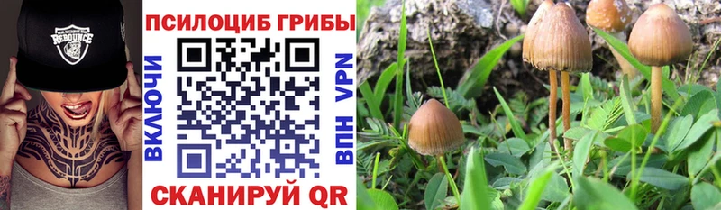 MEGA онион Тольятти Галлюциногенные грибы Psilocybine cubensis
